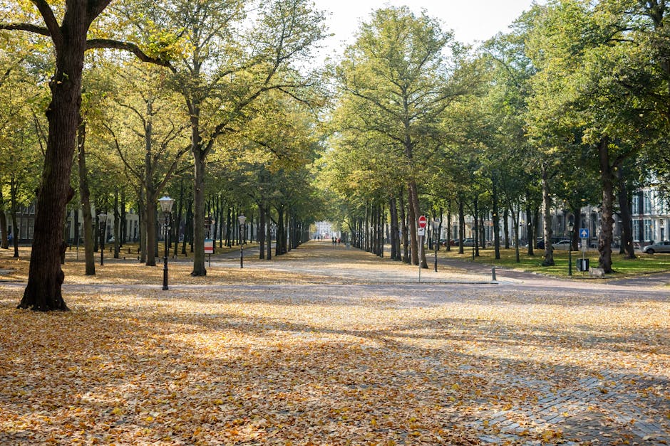 This image depicts a wide, tree-lined boulevard with mature trees on either side, their branches extending overhead to create a natural canopy. The trees have textured, dark brown bark and are covered