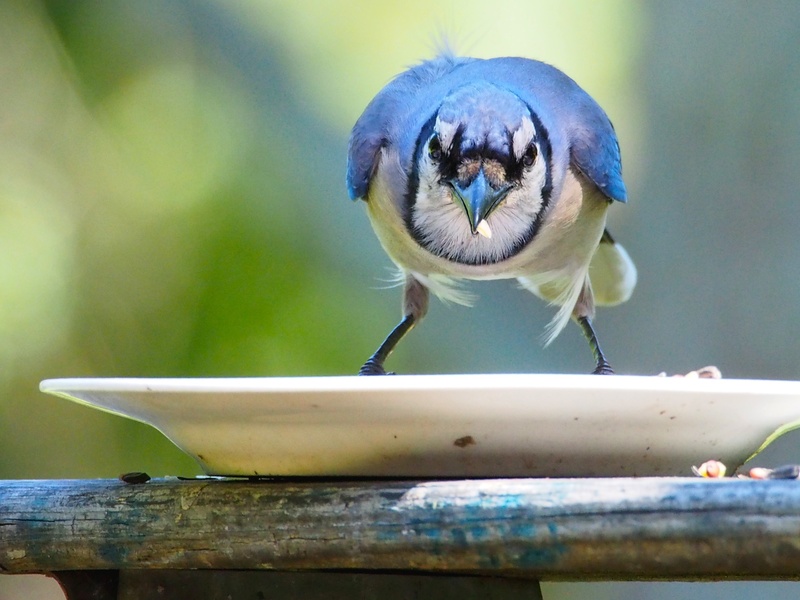 waste removal waste disposal